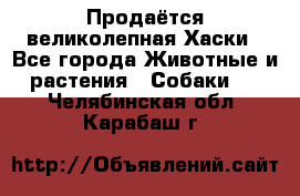 Продаётся великолепная Хаски - Все города Животные и растения » Собаки   . Челябинская обл.,Карабаш г.